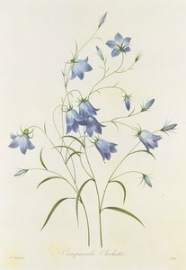 Campanula, graviert von Victor, aus 